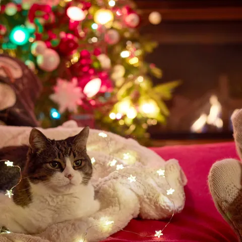 Gato acurrucado en una manta junto al árbol de Navidad y la chimenea